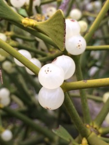 The berries, pure white apart from the brown circle within a square at the apex. 