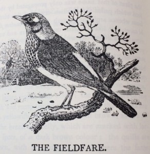 Bewick's fieldfare.