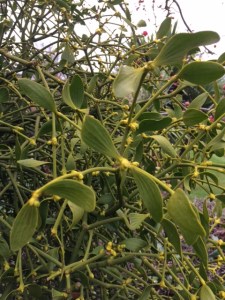 The 'barely there' flowers of the mistletoe.