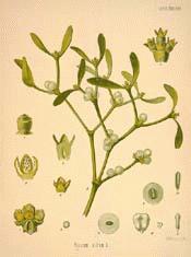 An illustration from Mrs M. Grieve's famous Modern Herbal of 19 .