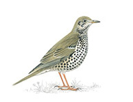 The mistle thrush. (Credit: RSPB)