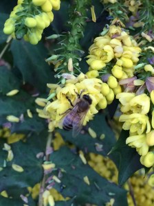 A bee on the flowers in early January 2017.