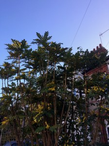 Nobody tries to pull it up any more ...