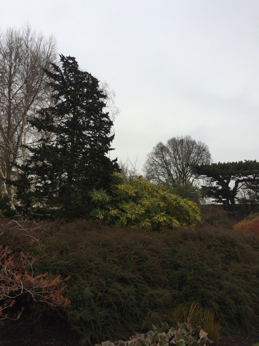 A mahonia in the Winter Garden at Cambridge University Botanic Garden.