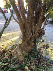 The trunk of my mahonia.