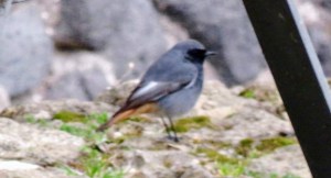 My first ever sighting of a black redstart!