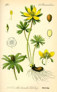An early nineteenth-century botanical illustration, showing the plant, with Salisbury as the namer.
