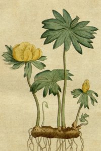 Eranthis on a plate from Curtis's Botanical Magazine, 1787.