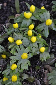 Eranthis hyemalis.