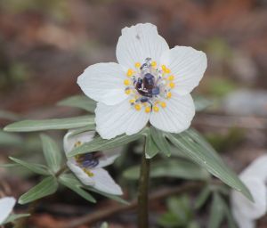 Eranthis pinnatifida, a gorgeous white variety endemic to Japan.