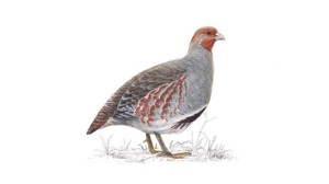 A male grey partridge. (Credit: RSPB)