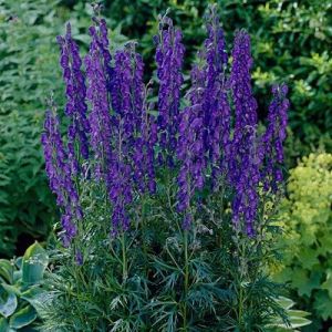 Wolf's-bane, Aconitum napellus, a very poisonour plant. 