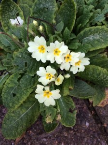 My primroses in early February.