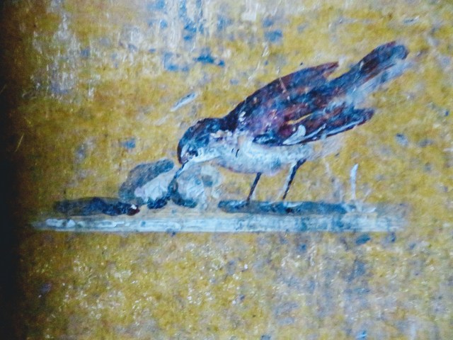 A sparrow, pecking at fruit(?).